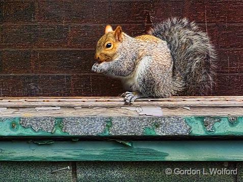 Squirrel At Breakfast_DSCF03394.jpg - Eastern Gray Squirrel (Sciurus carolinensis) photographed at Smiths Falls, Ontario, Canada.